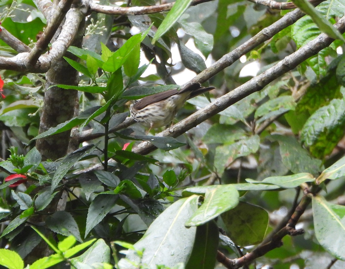 Northern Waterthrush - ML646602594