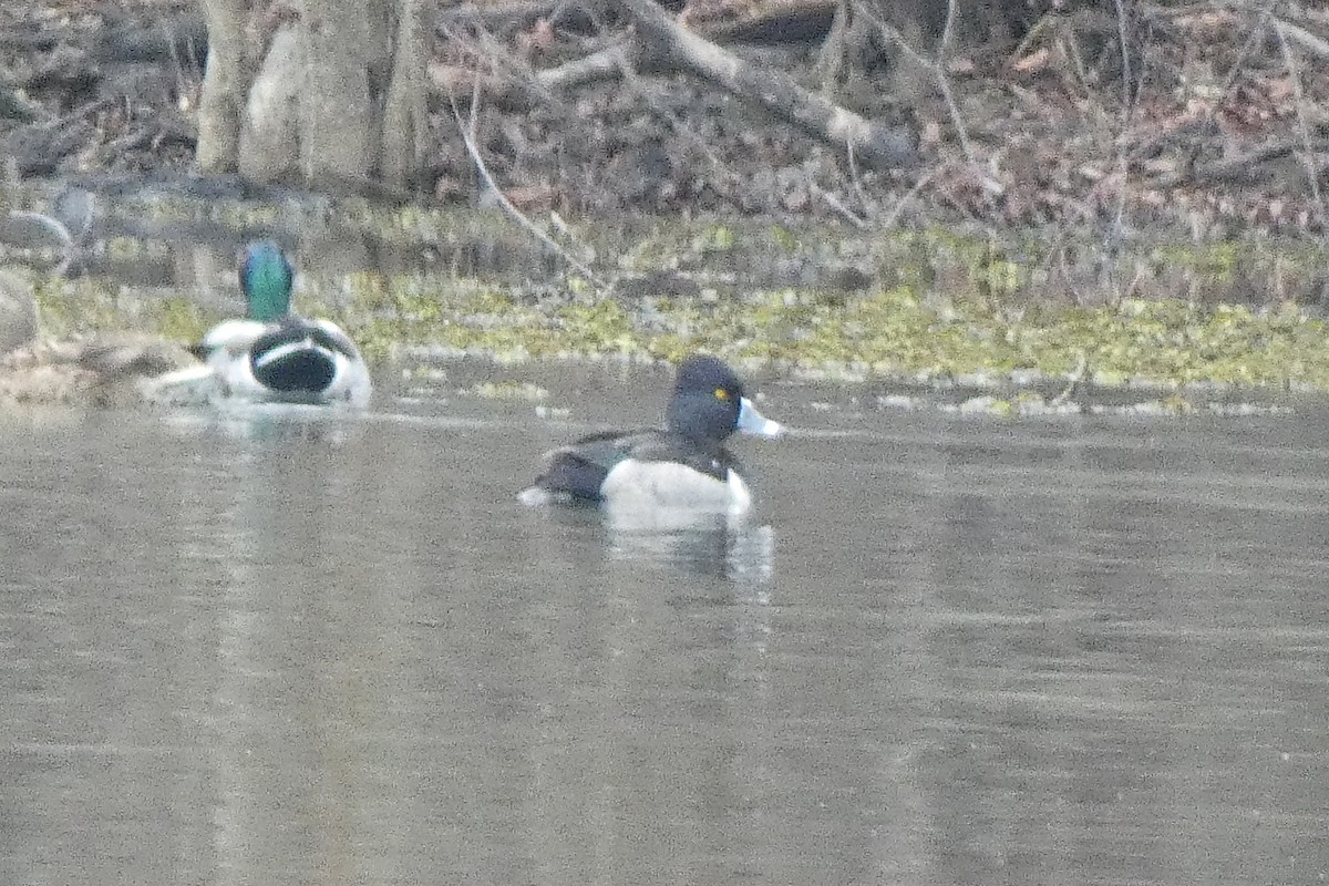 Ring-necked Duck - ML646602595