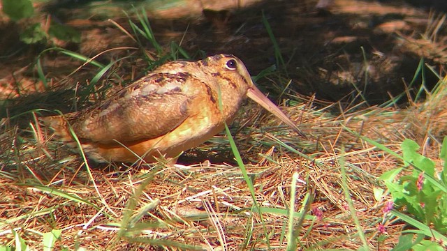 American Woodcock - ML646602597