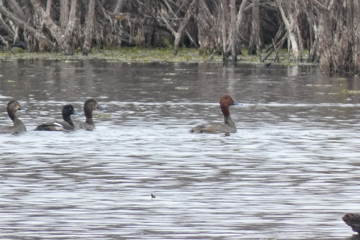 Redhead - ML646602602