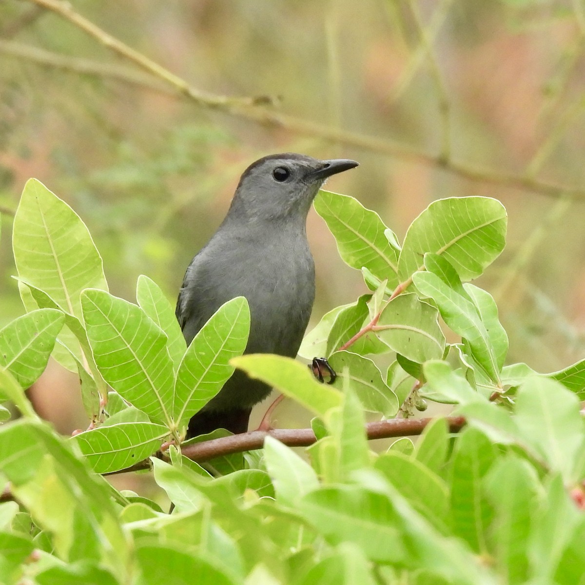 Пересмішник сірий - ML646602604