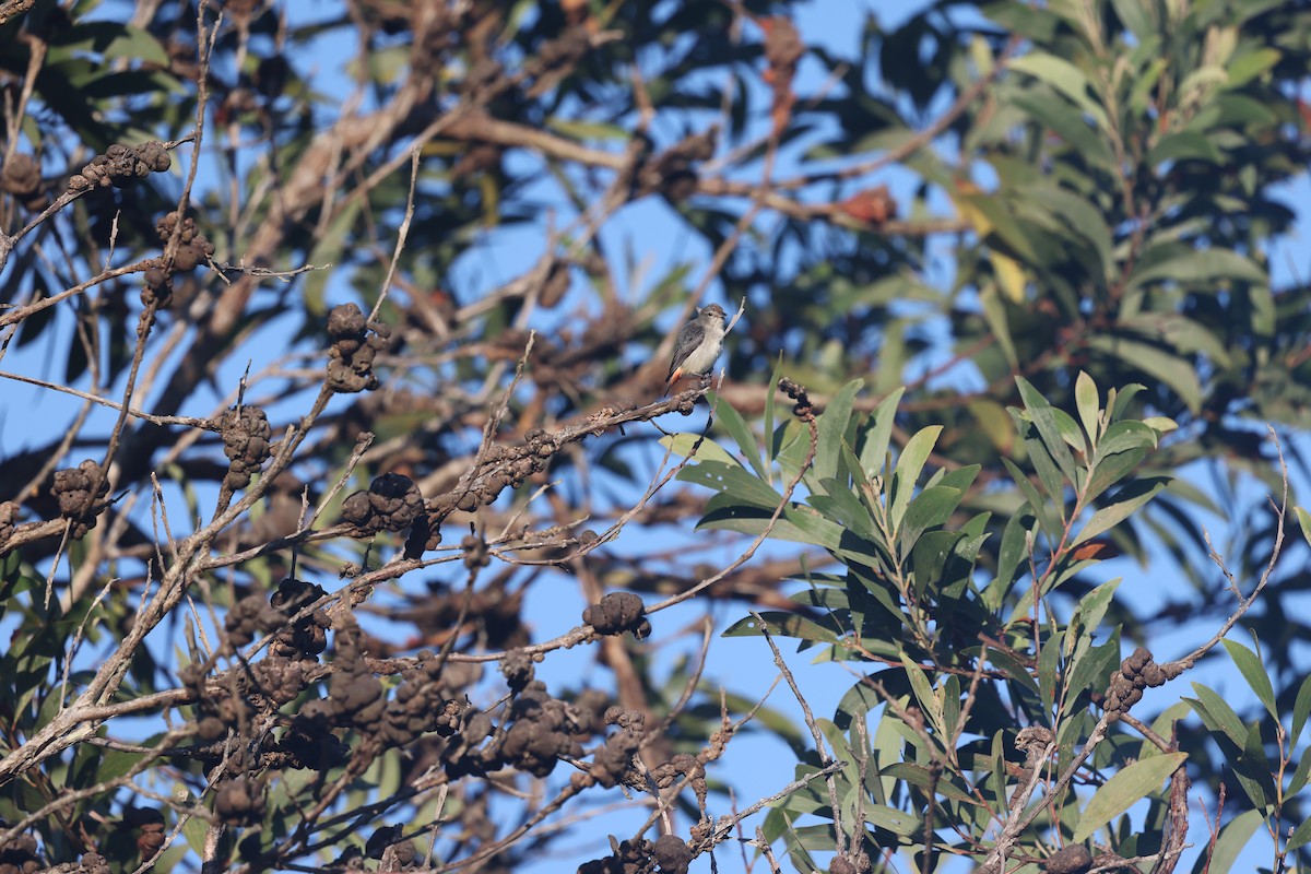 Mistletoebird - ML646602605