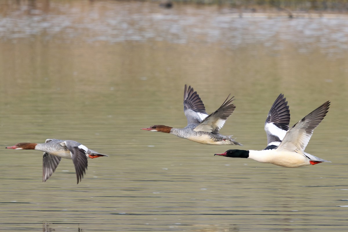 Common Merganser - ML646602606