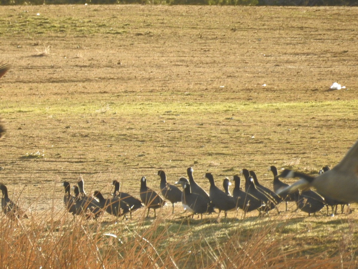 American Coot - ML646602608