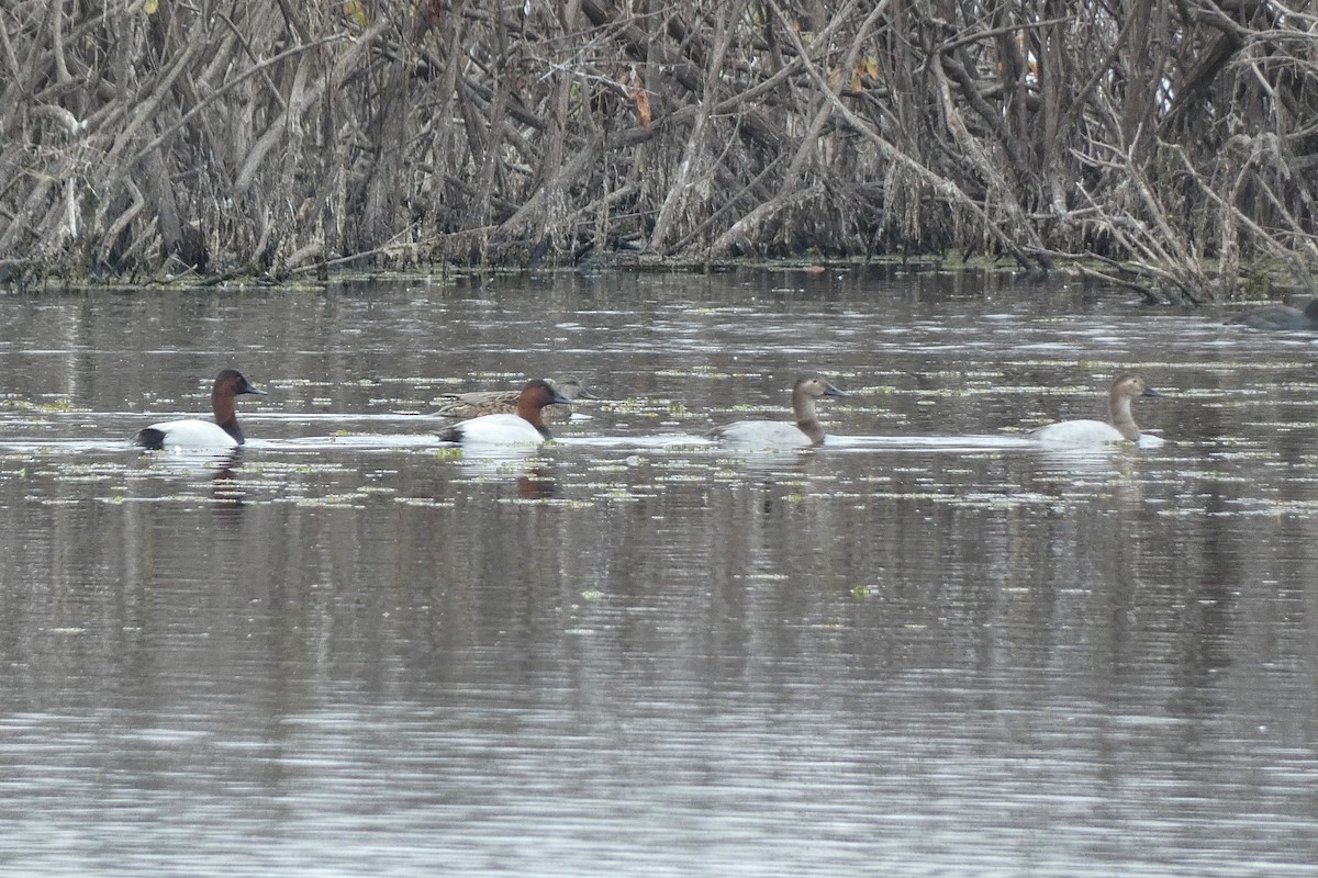 Canvasback - ML646602609