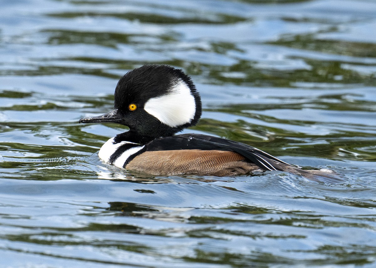 Hooded Merganser - ML646602610