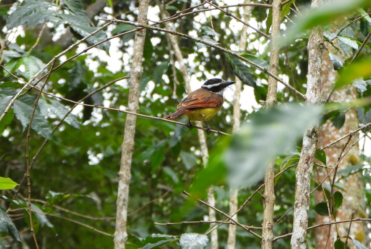 Большой бентеви, кискади - ML646602611