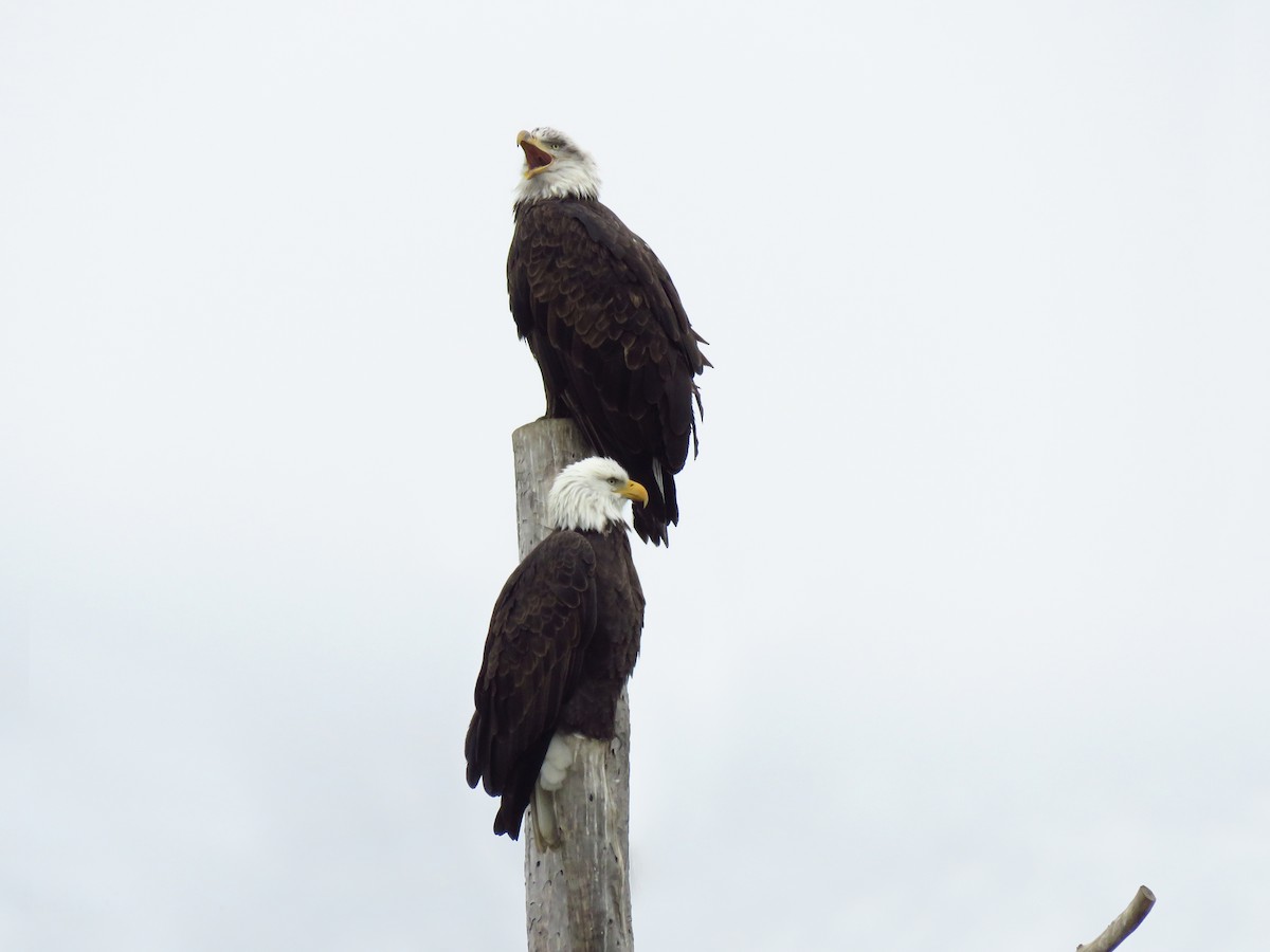 Bald Eagle - ML646602612