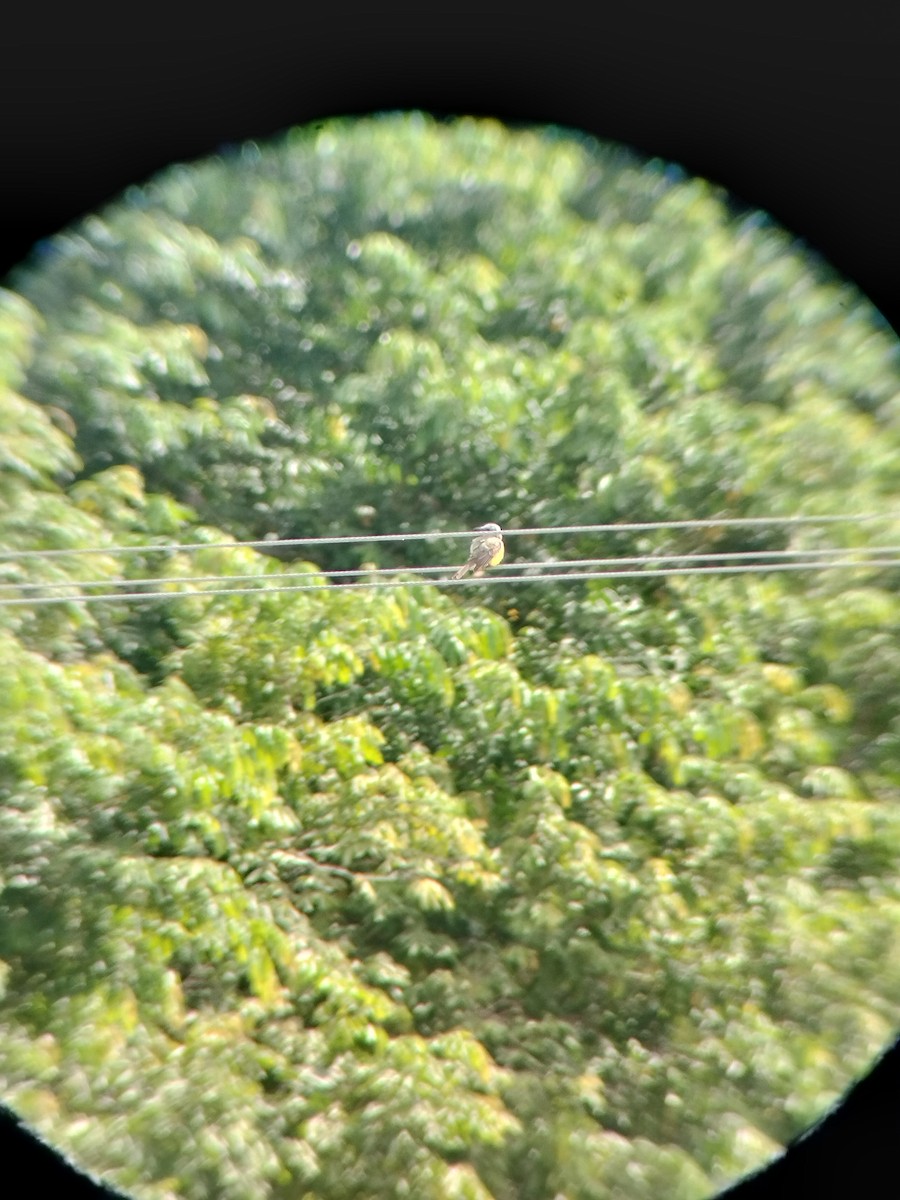 Tropical Kingbird - ML646602615