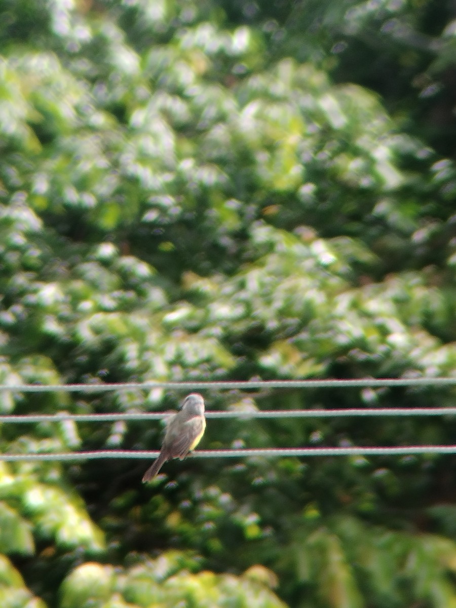 Tropical Kingbird - ML646602616