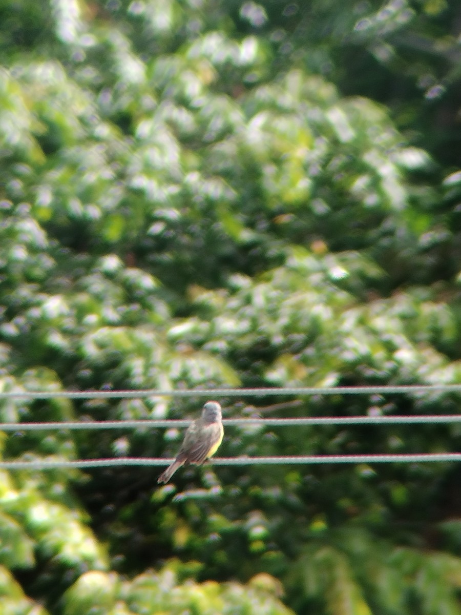 Tropical Kingbird - ML646602617