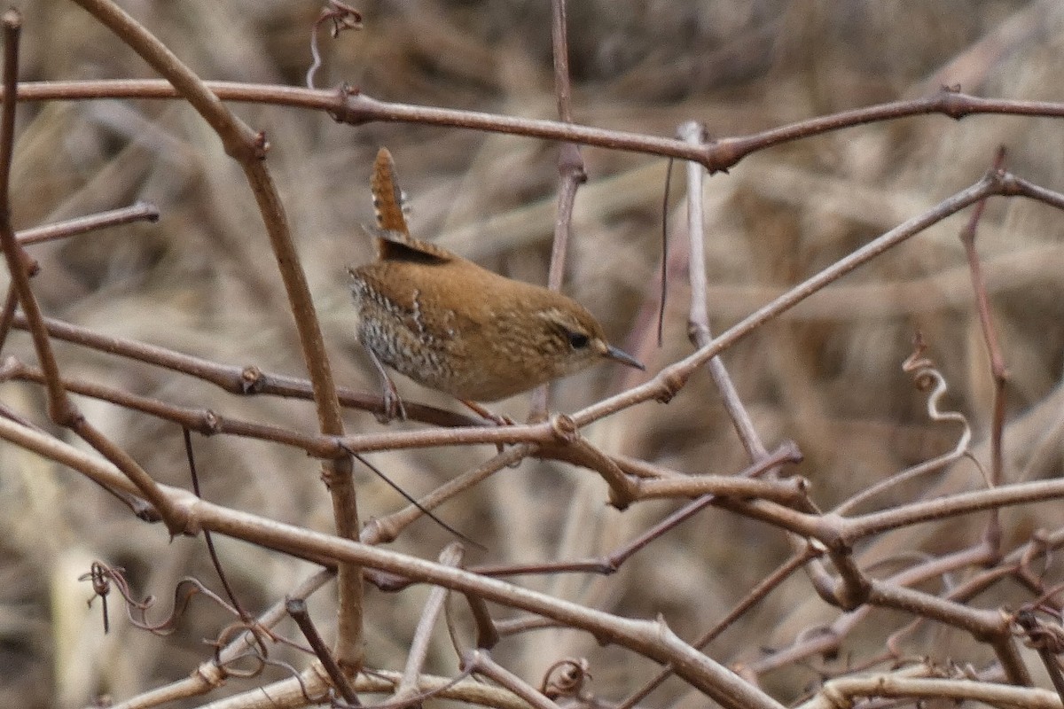 Winter Wren - ML646602619