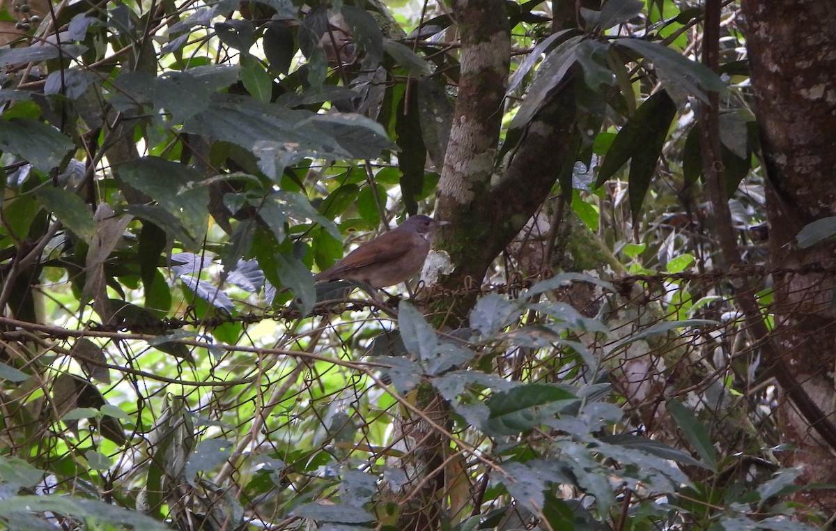 Pale-breasted Thrush - ML646602620