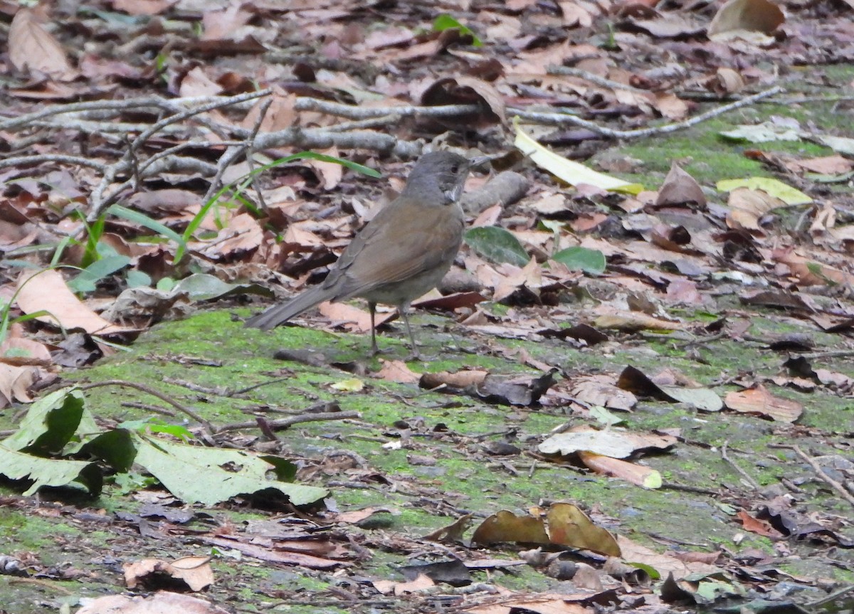 Pale-breasted Thrush - ML646602621