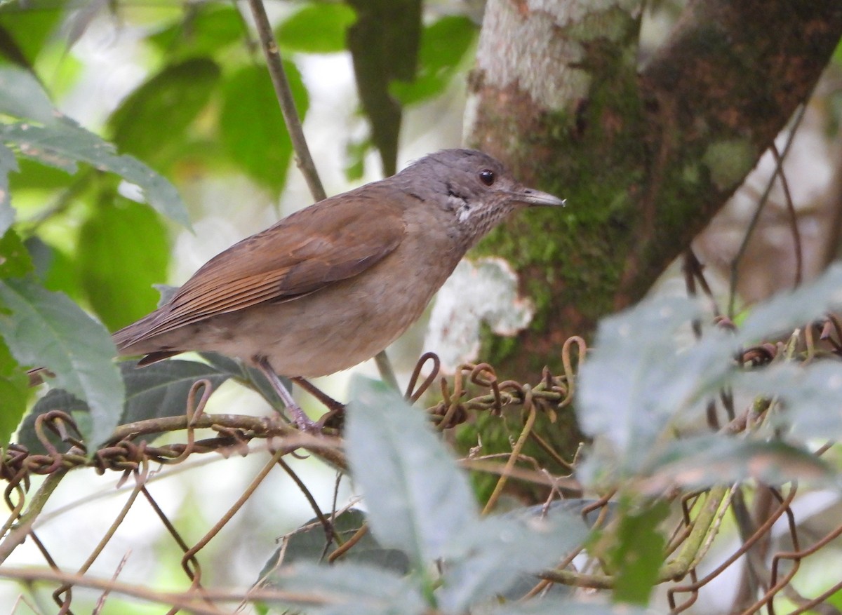 Pale-breasted Thrush - ML646602622