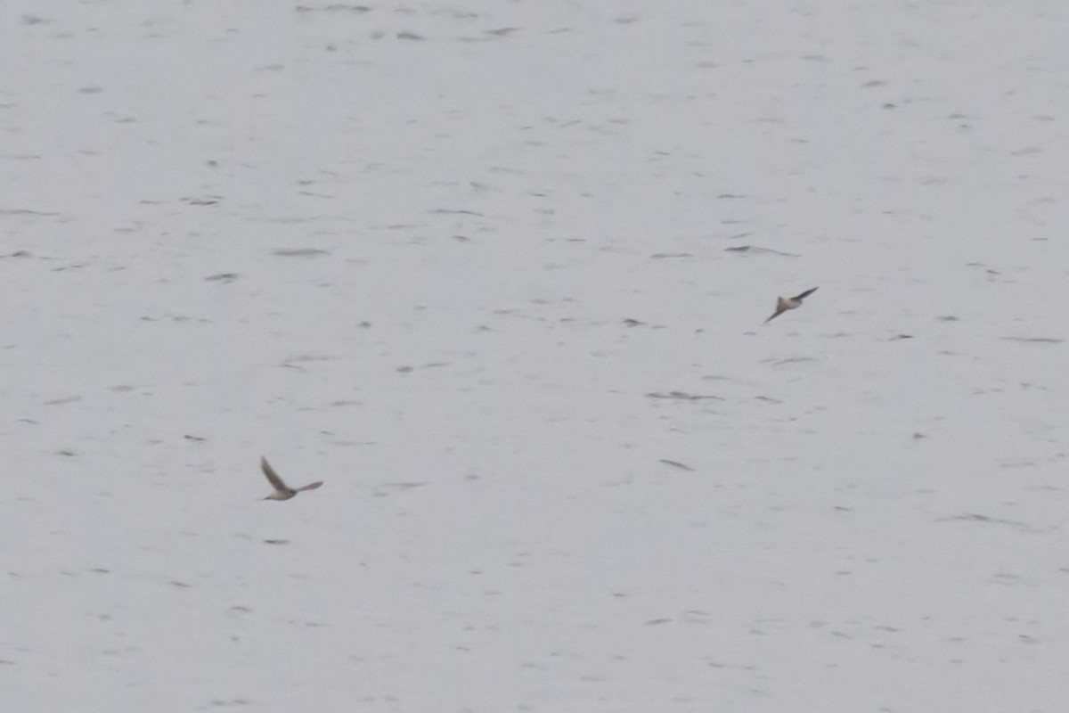 Cave Swallow - ML646602627