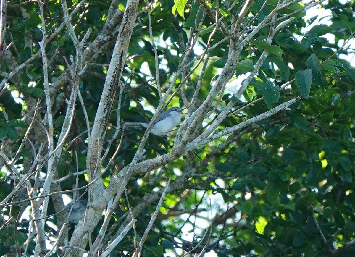 Yucatánmückenfänger - ML646602628