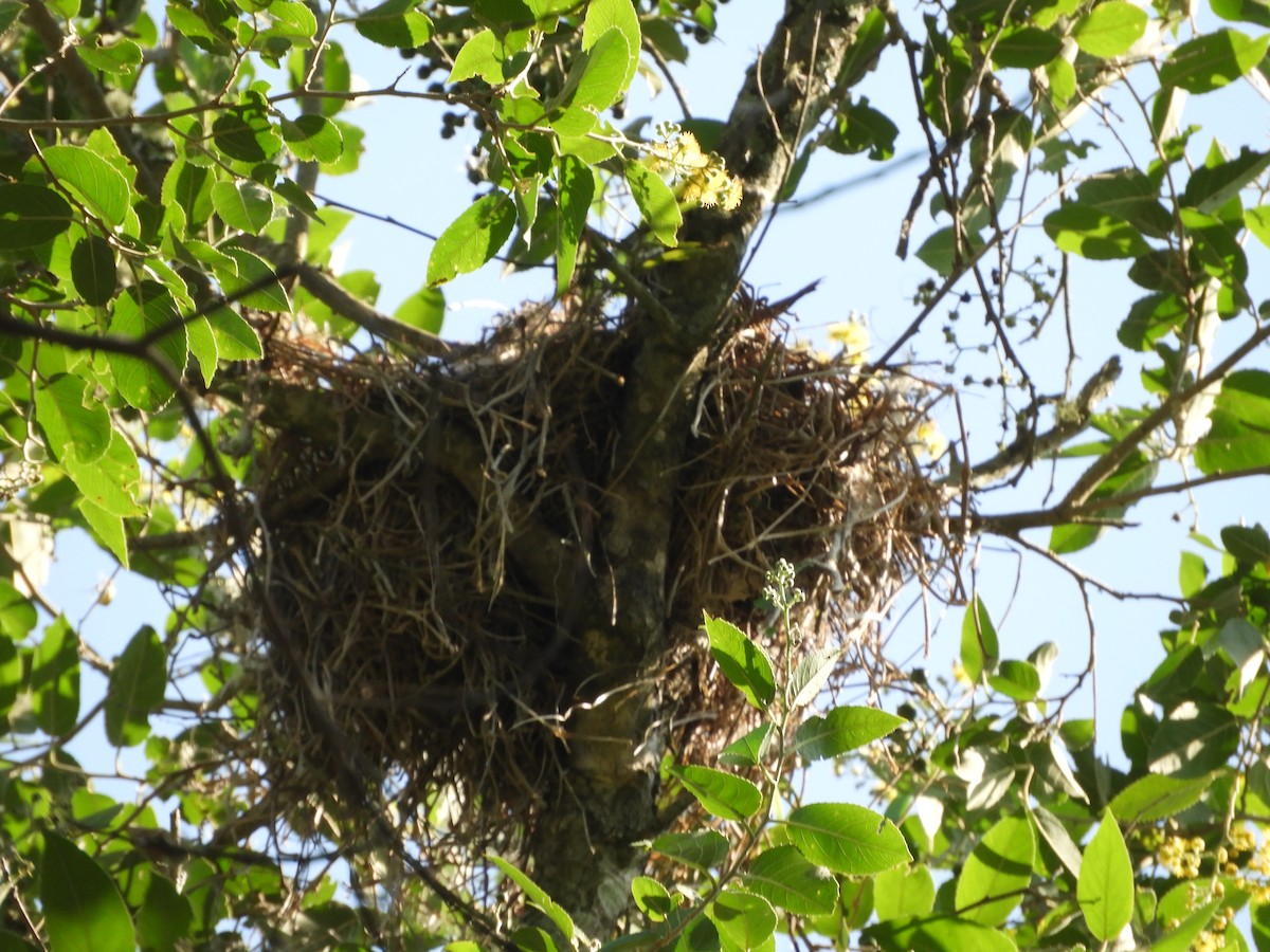 Crested Becard - ML646602629