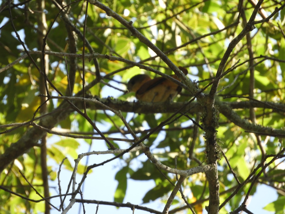 Crested Becard - ML646602630