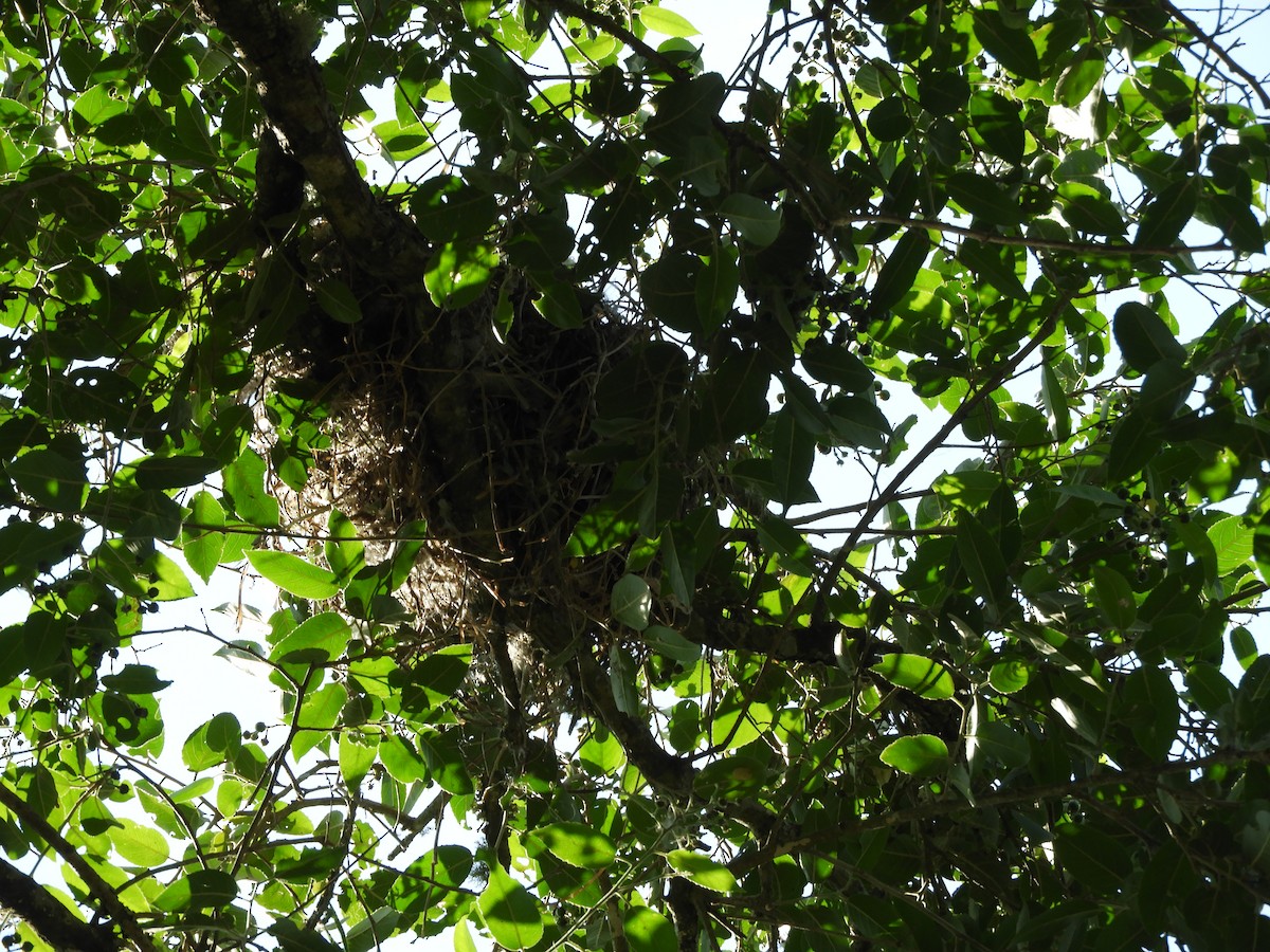 Crested Becard - ML646602631