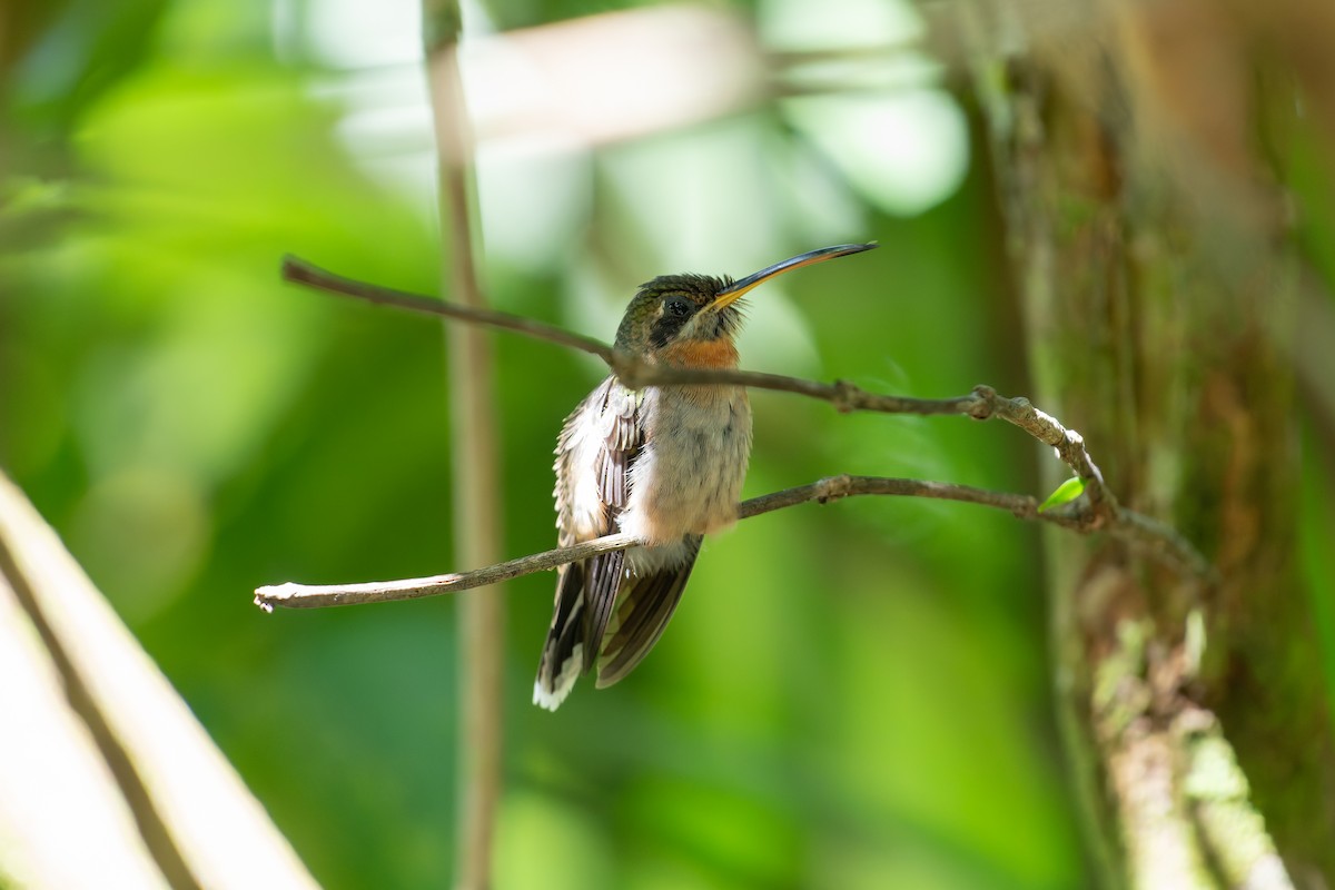 Band-tailed Barbthroat - ML646602633