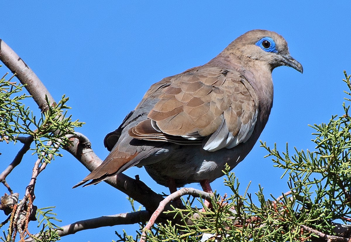 lomadue - ML646602634