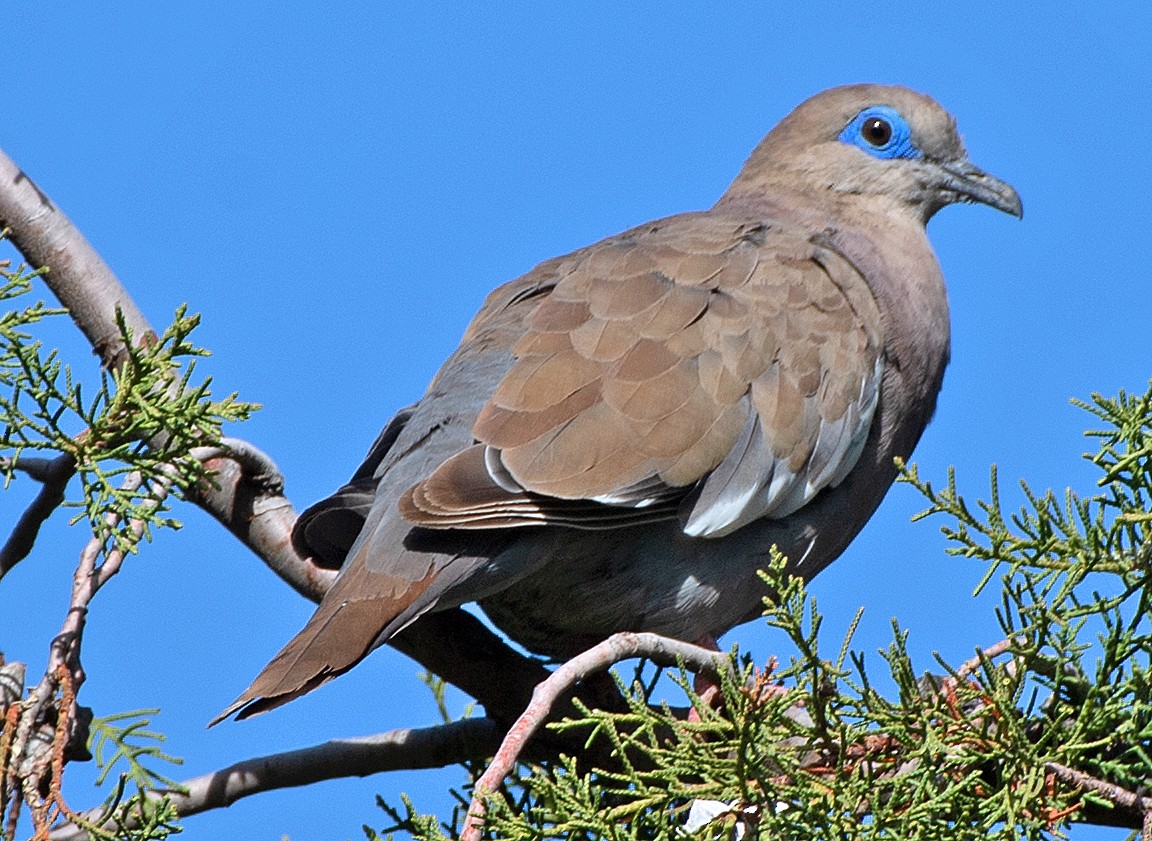 lomadue - ML646602635