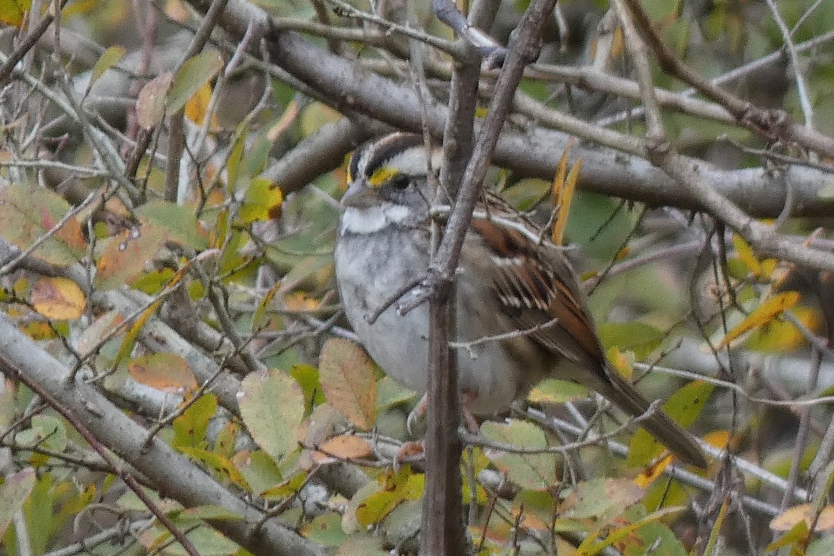 White-throated Sparrow - ML646602636