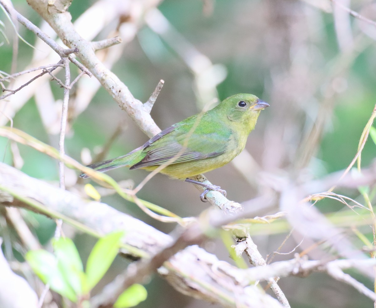 Painted Bunting - ML646602643