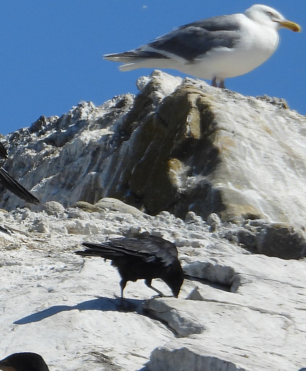 American Crow - ML646602644