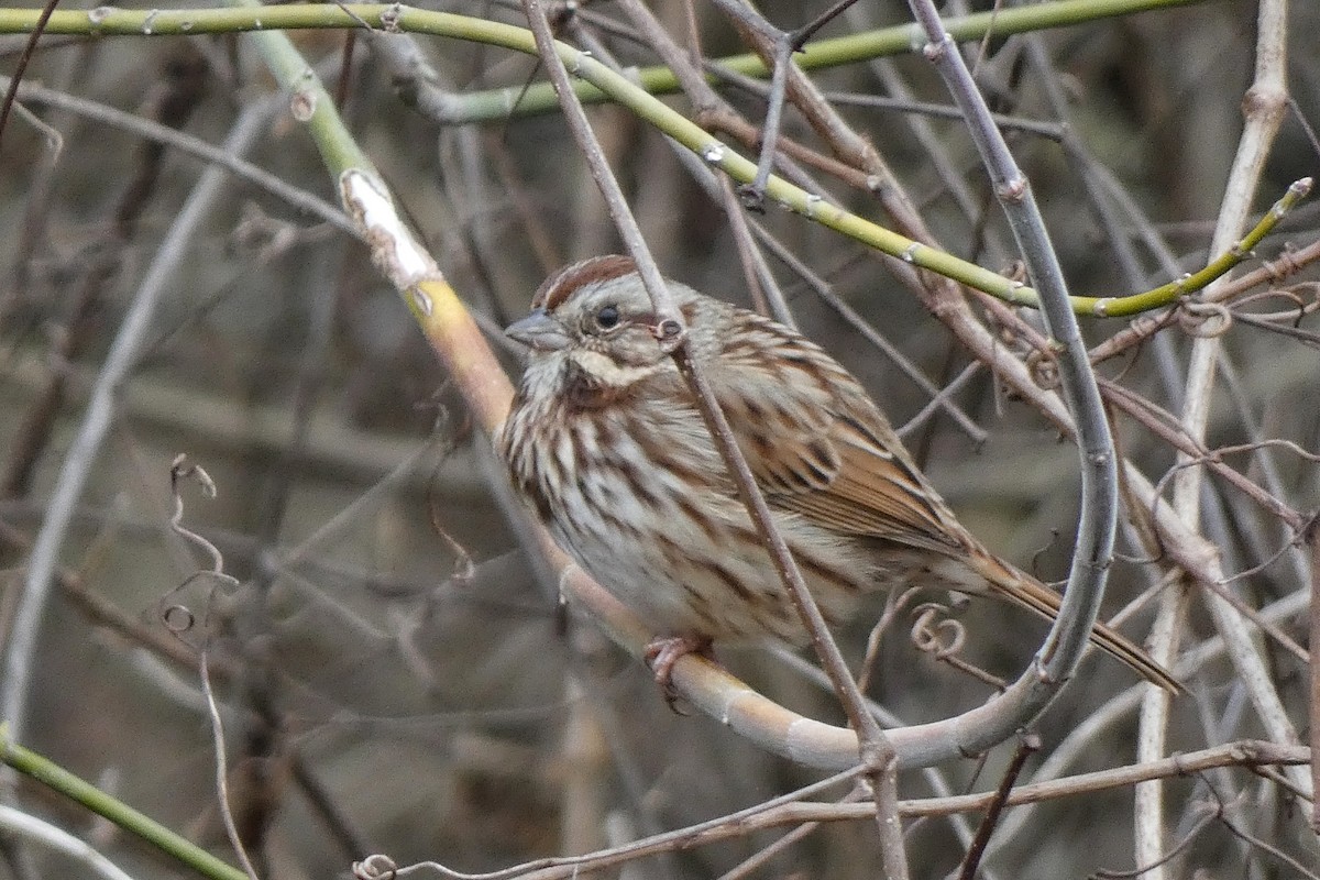 Song Sparrow - ML646602647