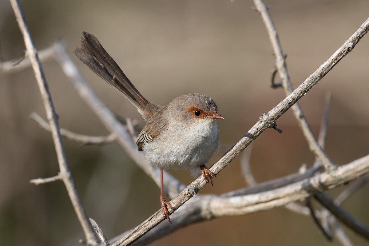 Superb Fairywren - ML646602654