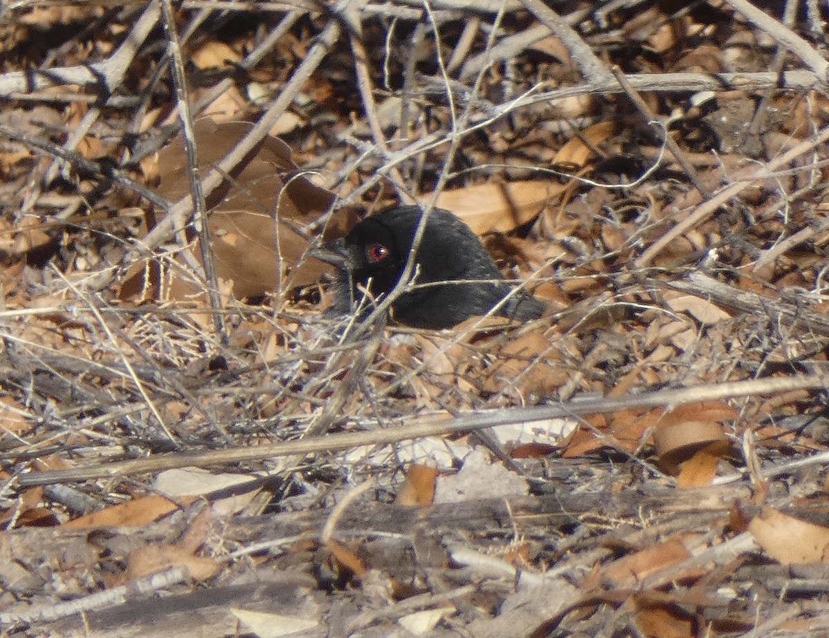 Spotted Towhee - ML646602657