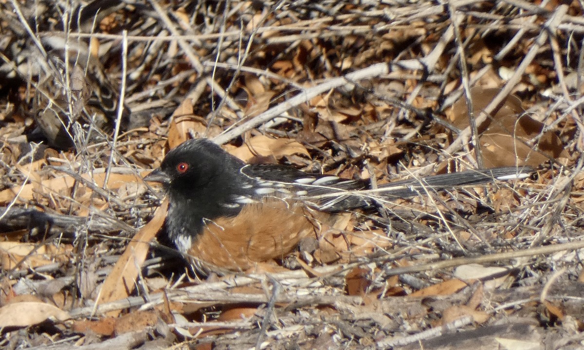 Spotted Towhee - ML646602659