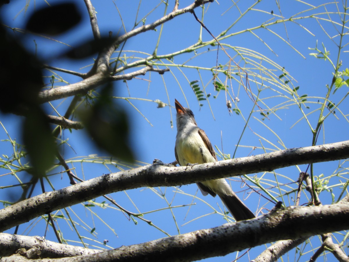 Brown-crested Flycatcher - ML646602660