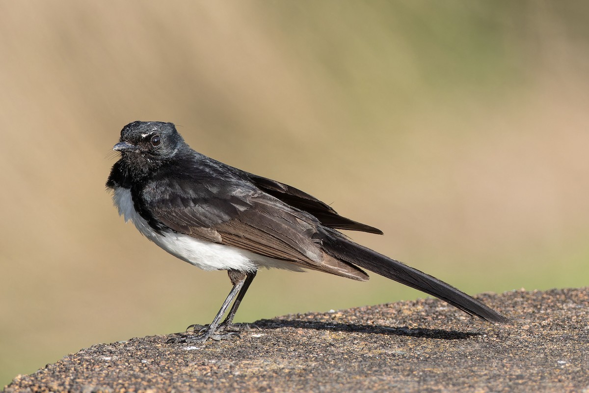 Willie-wagtail - ML646602661