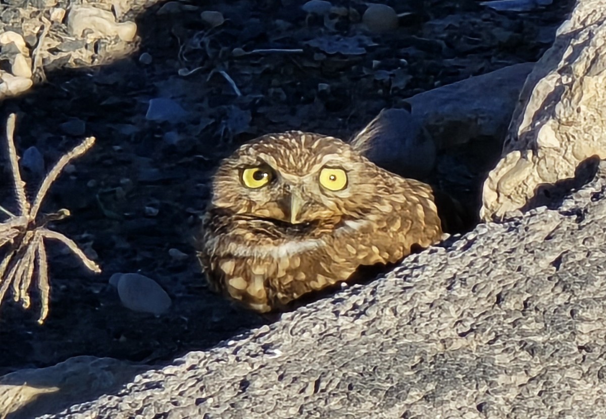 Yer Kukumavı - ML646602662