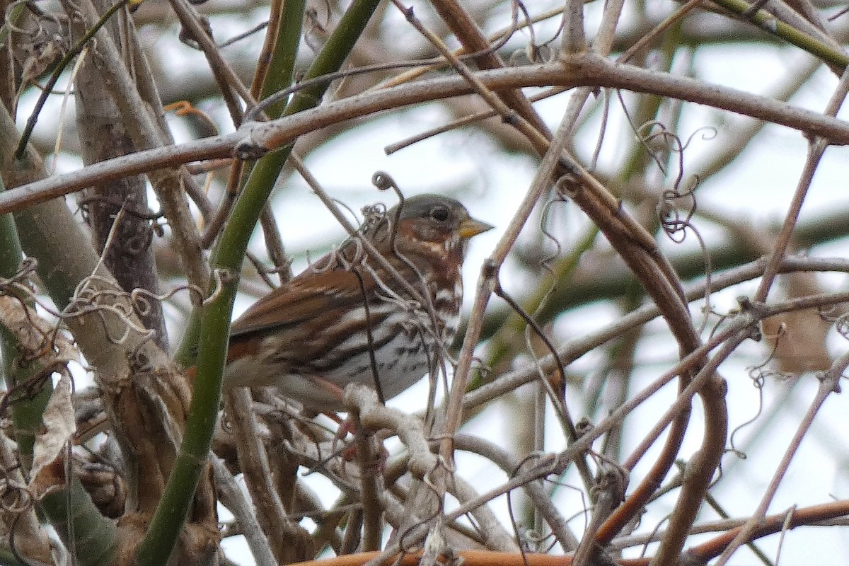 Fox Sparrow - ML646602663
