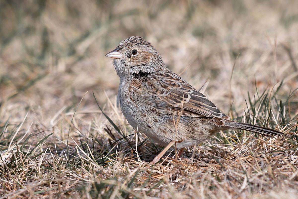 Cassin Serçesi - ML646602667