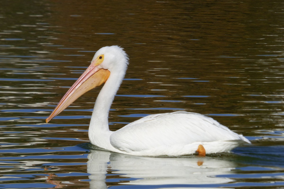 Pelikano zuri amerikarra - ML646602674