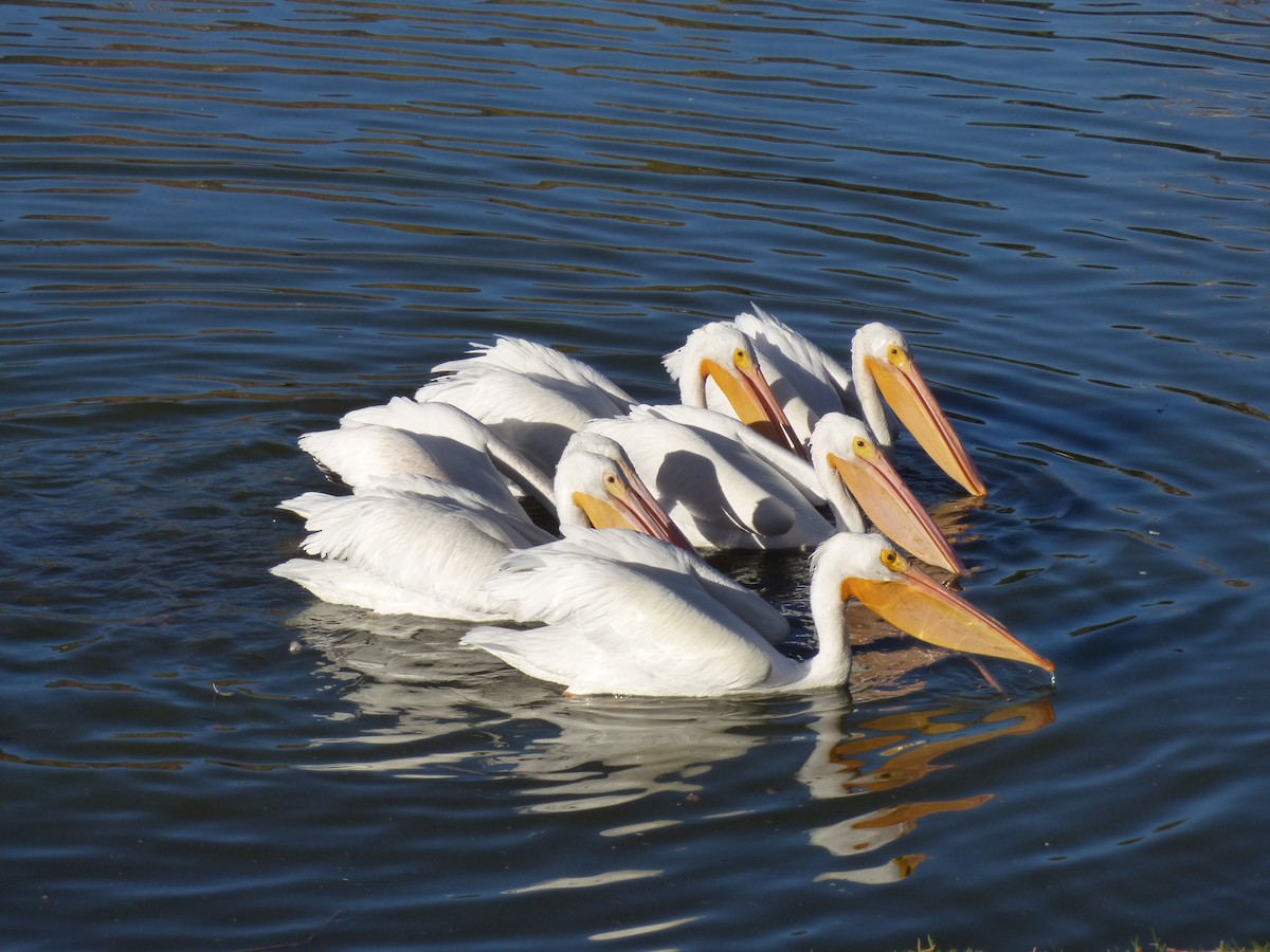 Pelikano zuri amerikarra - ML646602677