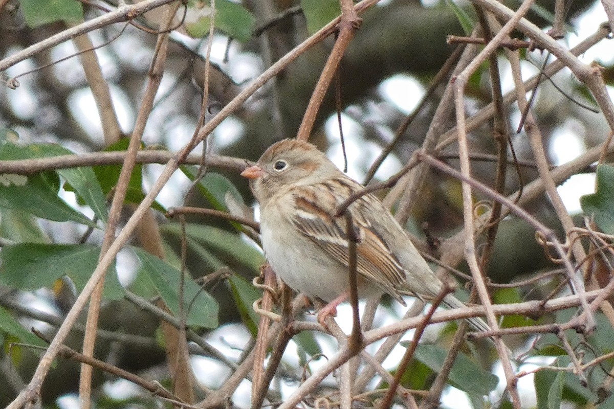 Field Sparrow - ML646602680