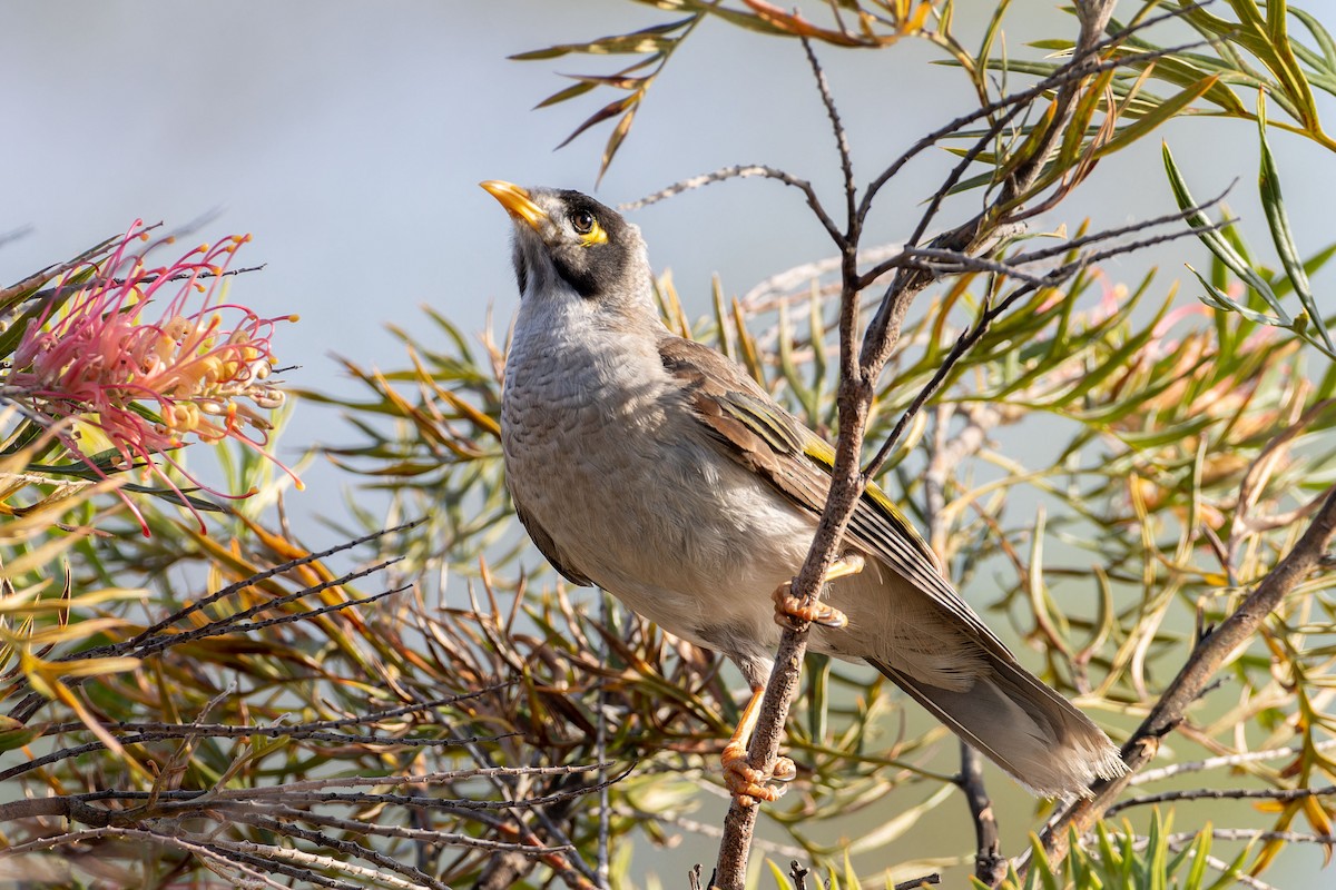 Noisy Miner - ML646602682
