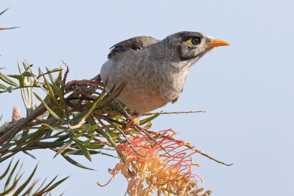 Noisy Miner - ML646602684