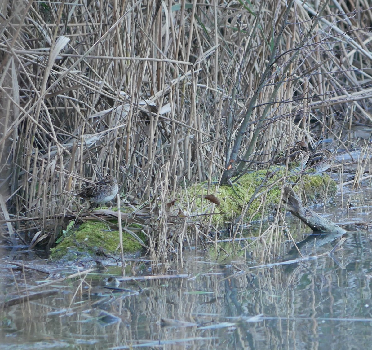 Common Snipe - ML646602685
