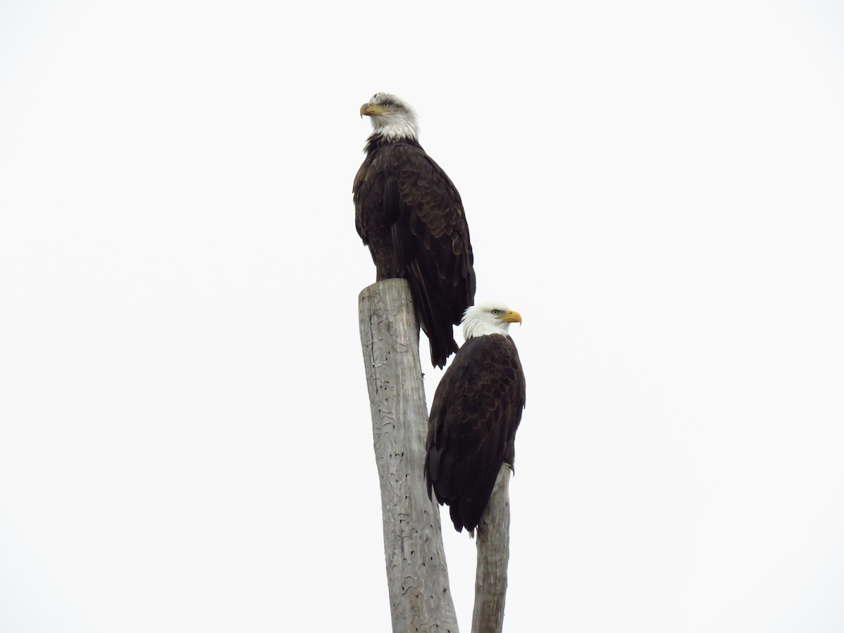 Bald Eagle - ML646602686