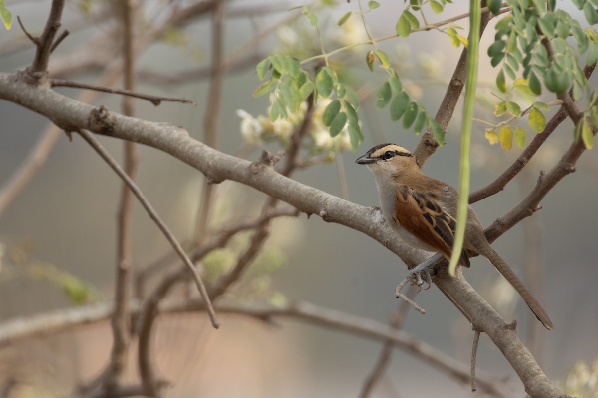 Black-crowned Tchagra - ML646602687