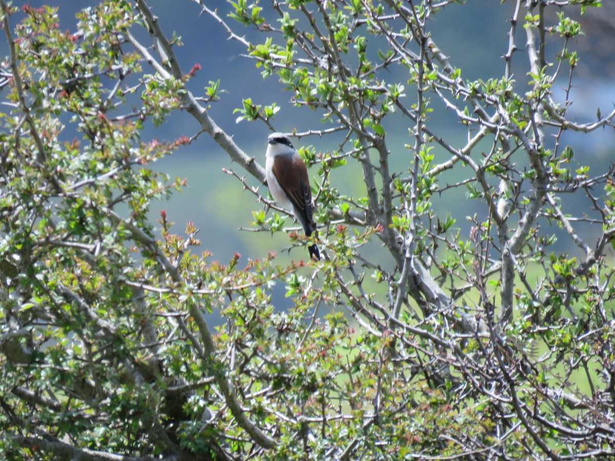 Red-backed Shrike - ML646602689