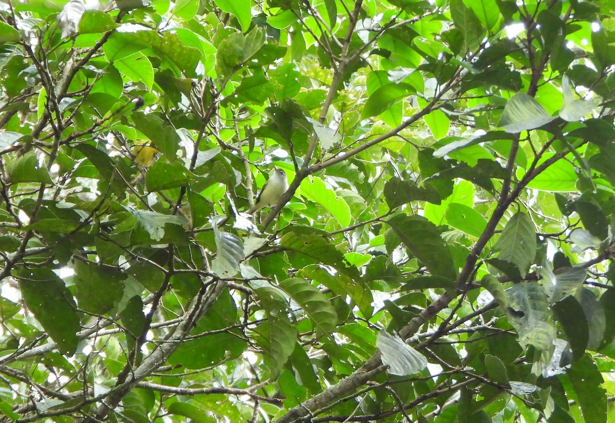 Brown-capped Vireo - ML646602691