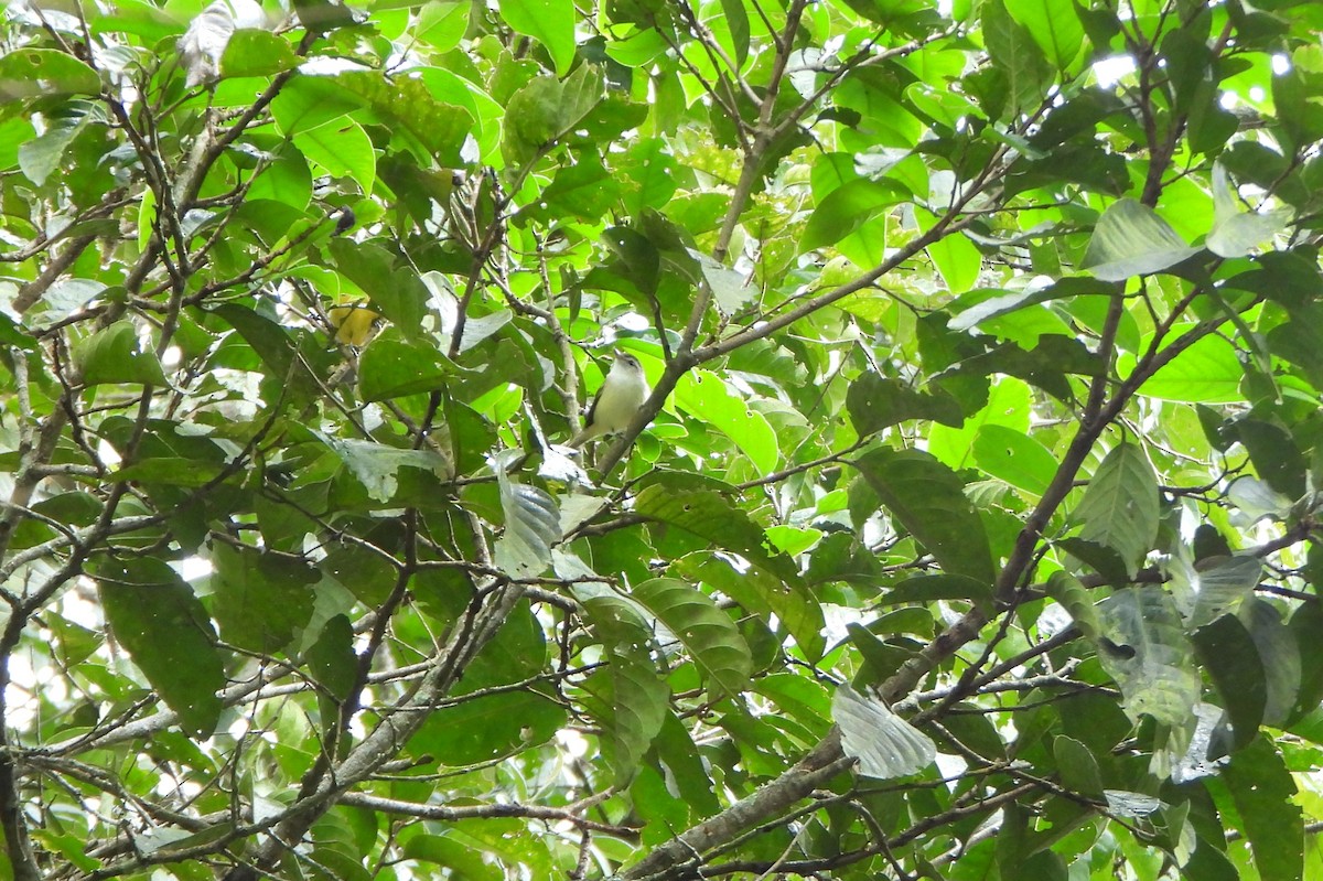 Brown-capped Vireo - ML646602693